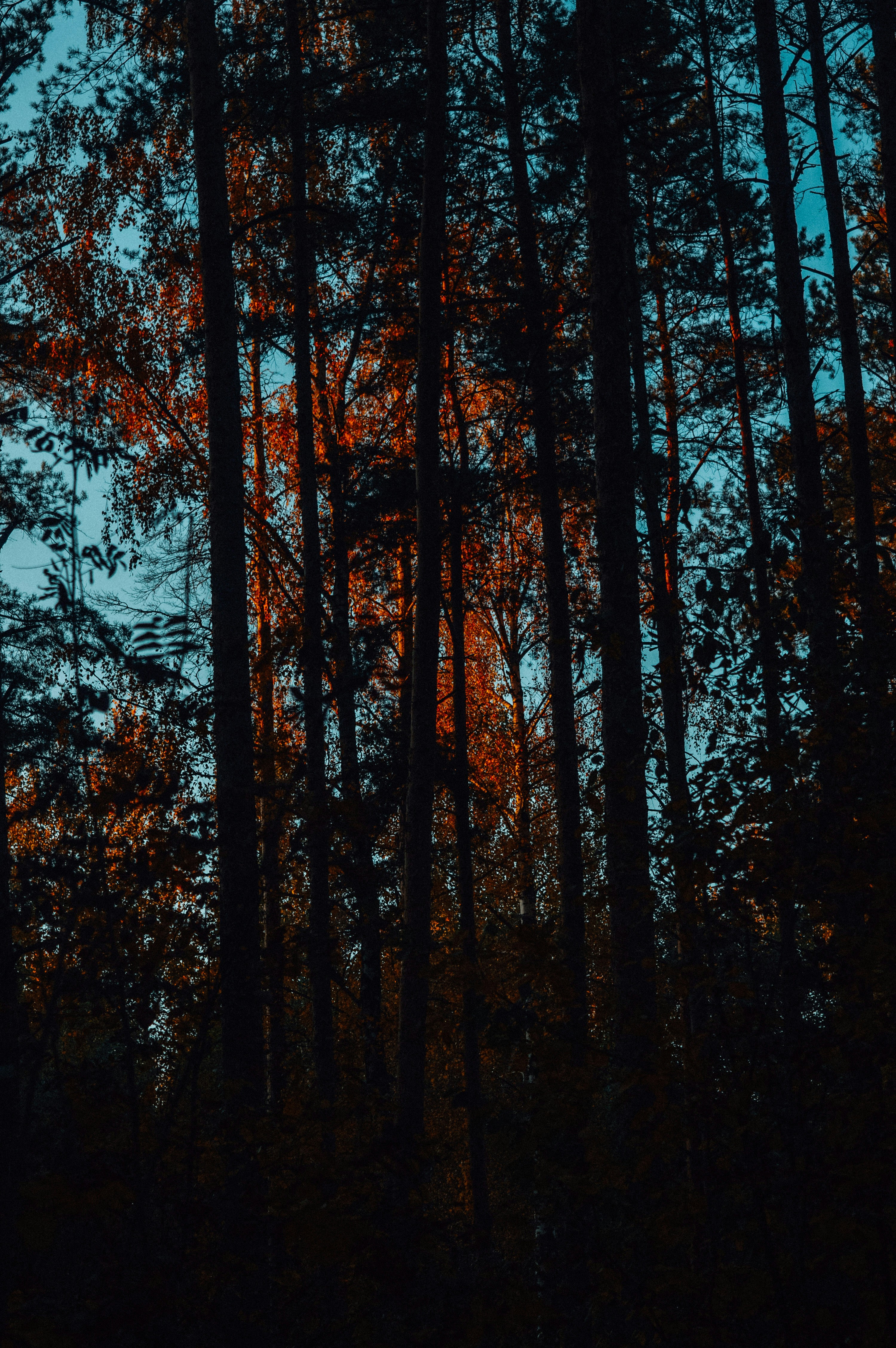 Photo by alina5332956212786