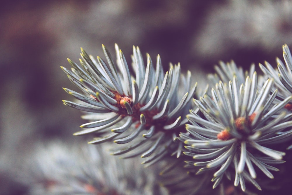 close-up photography of green-leafed plant