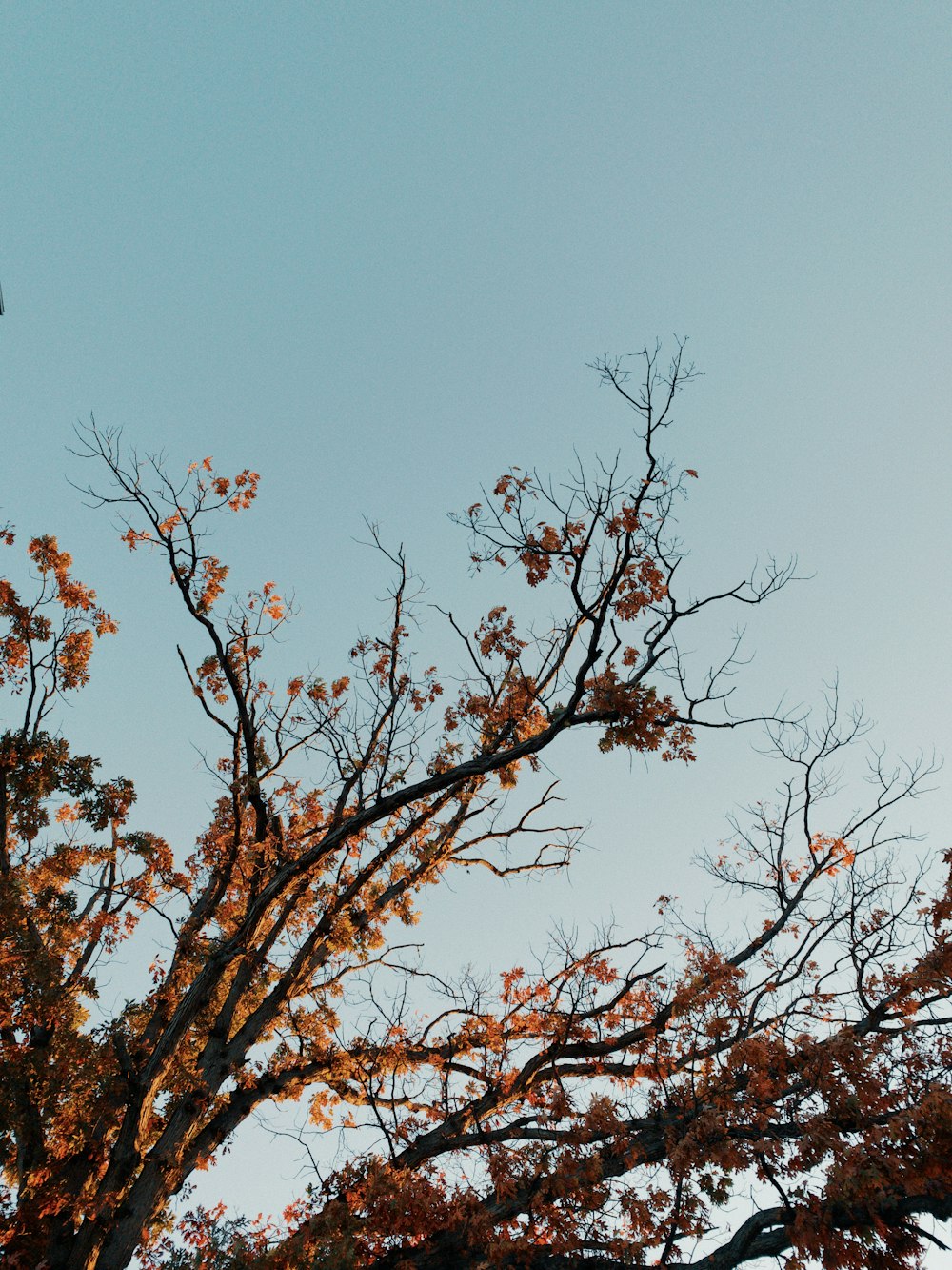 brown-leafed tree during day time