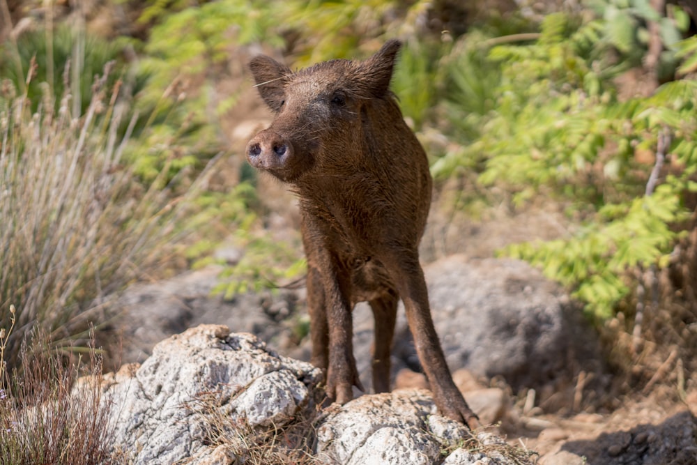 brown 4-legged animal on rock