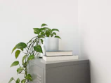 A minimalist office corner featuring a plant and design books, highlighting a calm, focused environment.