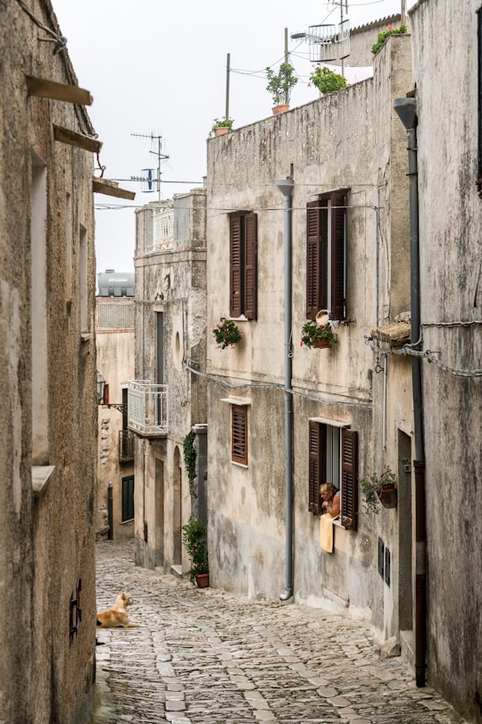 person leaning on window staring at dog in Erice Italy