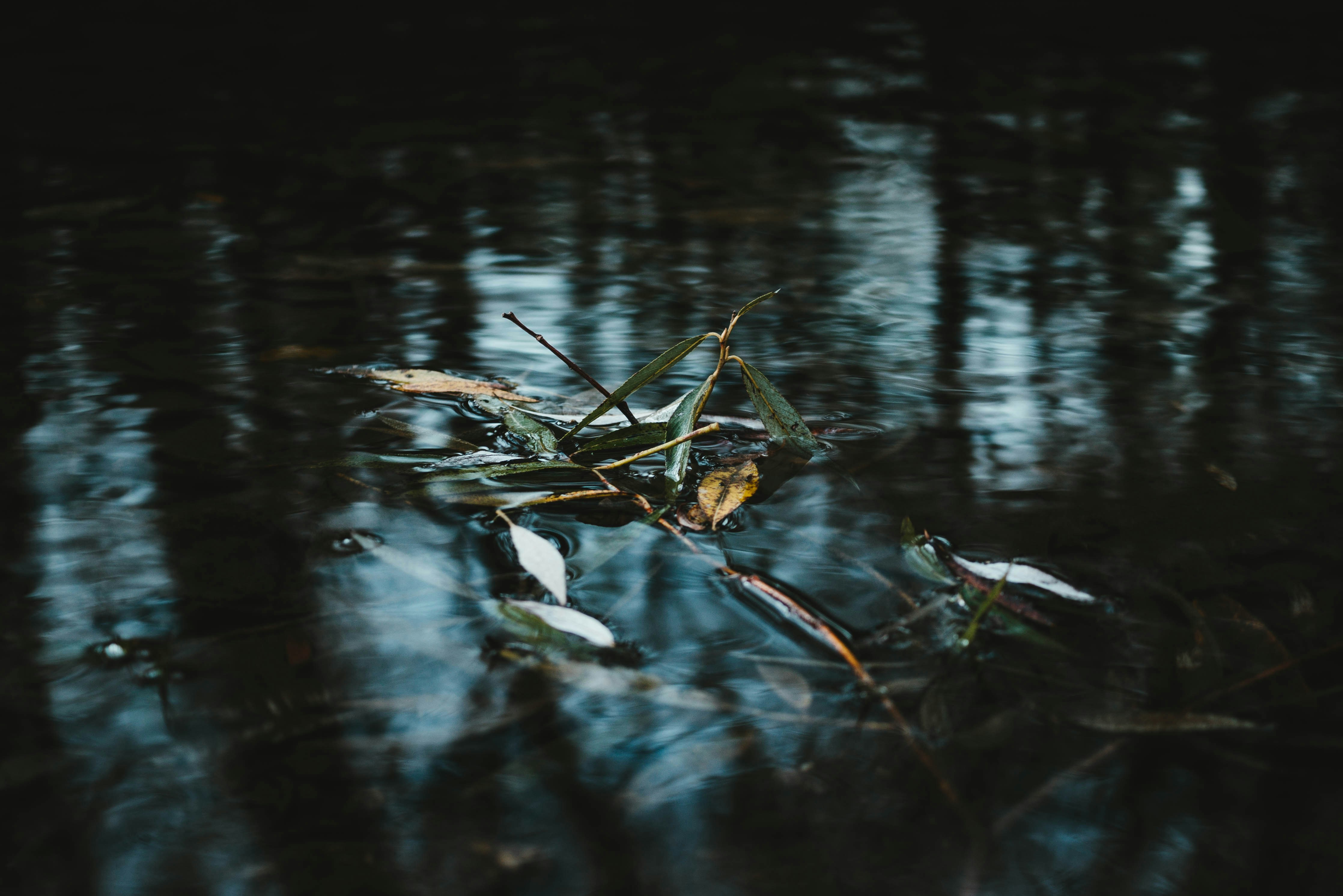 Kobayashi Issa, "On a branch…"