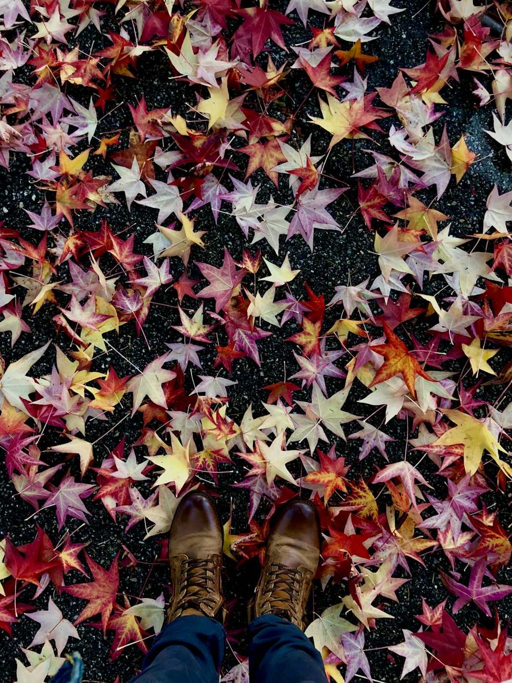 red, pink, and brown colored maple leaves on concrete floor