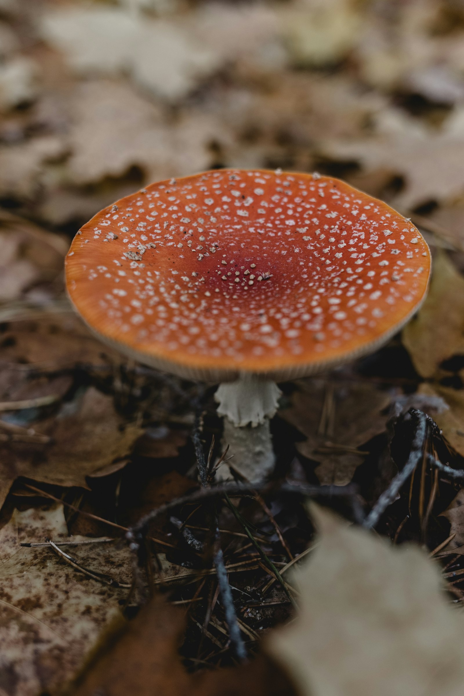 Canon EOS 6D + Canon EF 35mm F2 IS USM sample photo. Brown mushroom photography