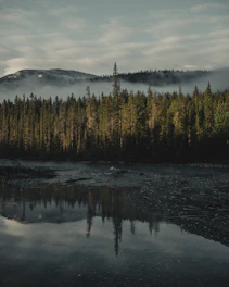 A serene workspace overlooking a misty Pacific Northwest forest, reflecting calm and focus.