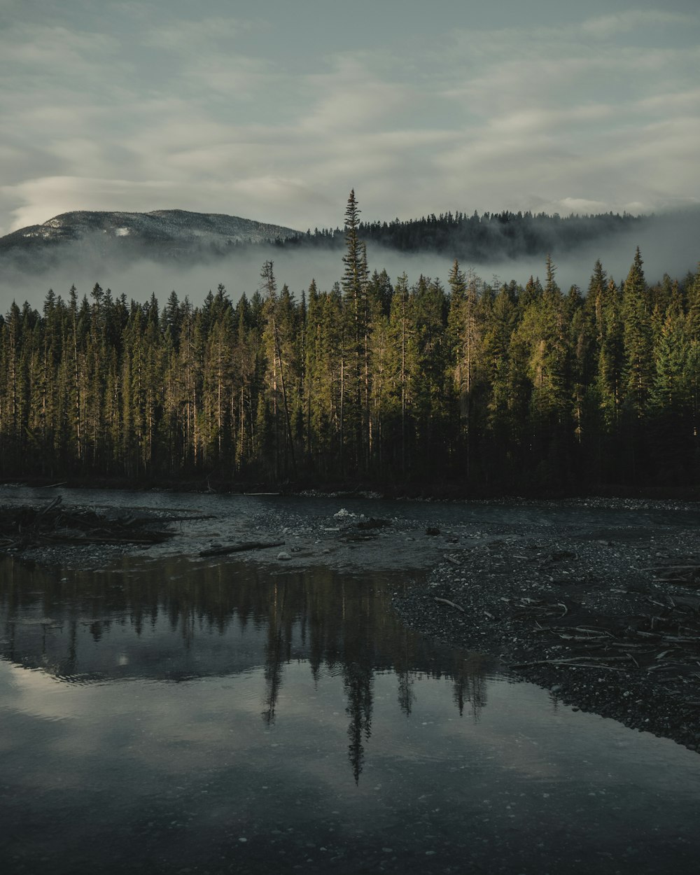 green trees near body of water under cloudy sky\