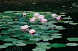 waterlilies during daytime