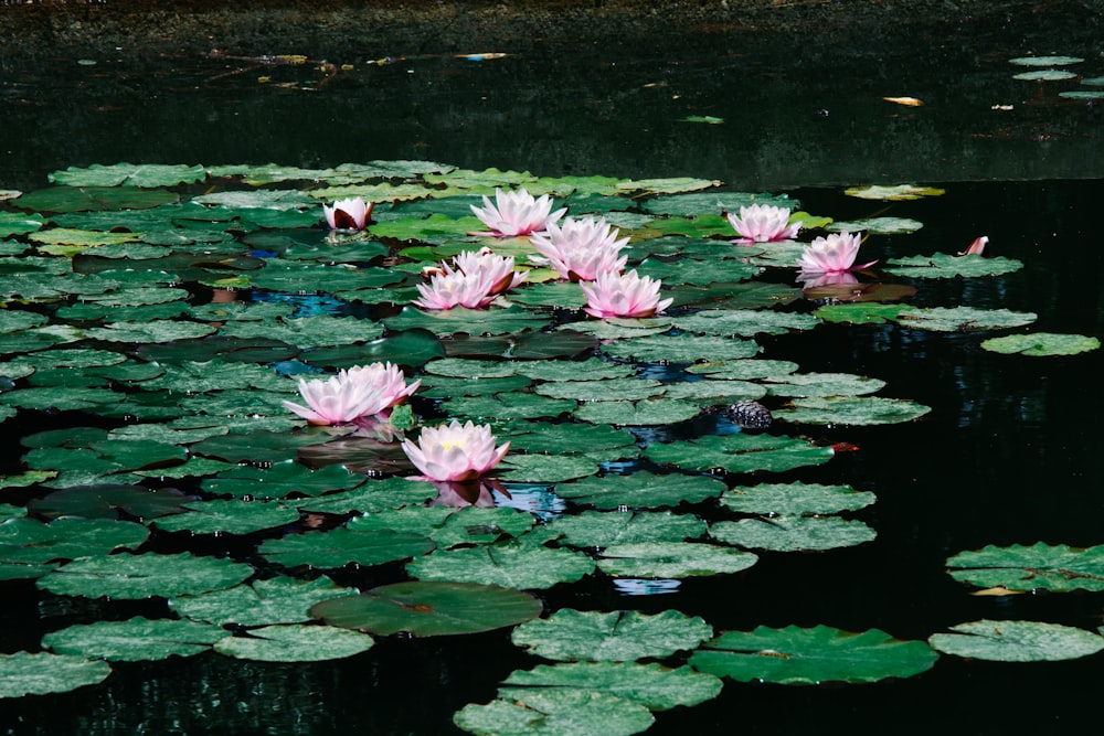 waterlilies during daytime