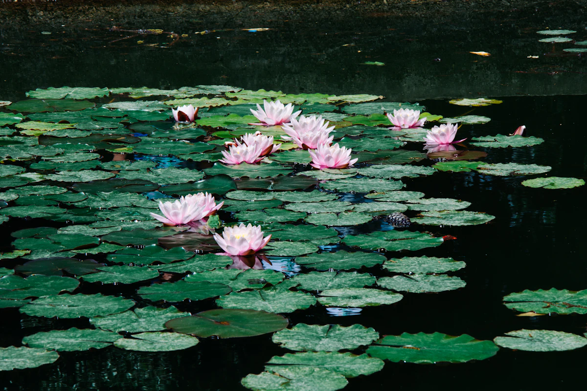 Lotus Kamal India — National Flower Sacred Plant Complete Guide