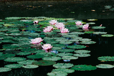 Lotus Kamal India — National Flower Sacred Plant Complete Guide