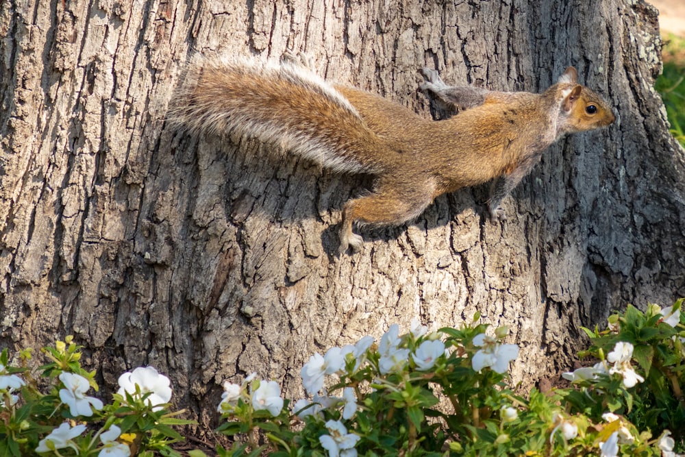 brown squirrel on tree during daytime