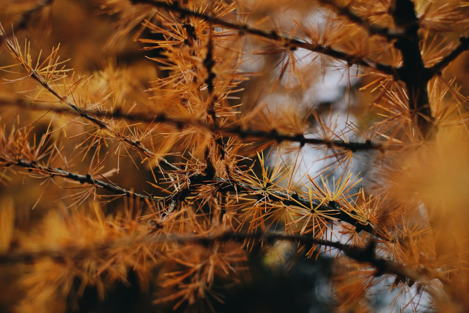 Sony a6000 + Voigtlander NOKTON 50mm F1.2 Aspherical sample photo. Brown-leafed tree photography
