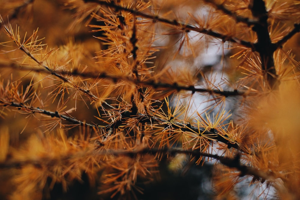 árvore de folhas marrons
