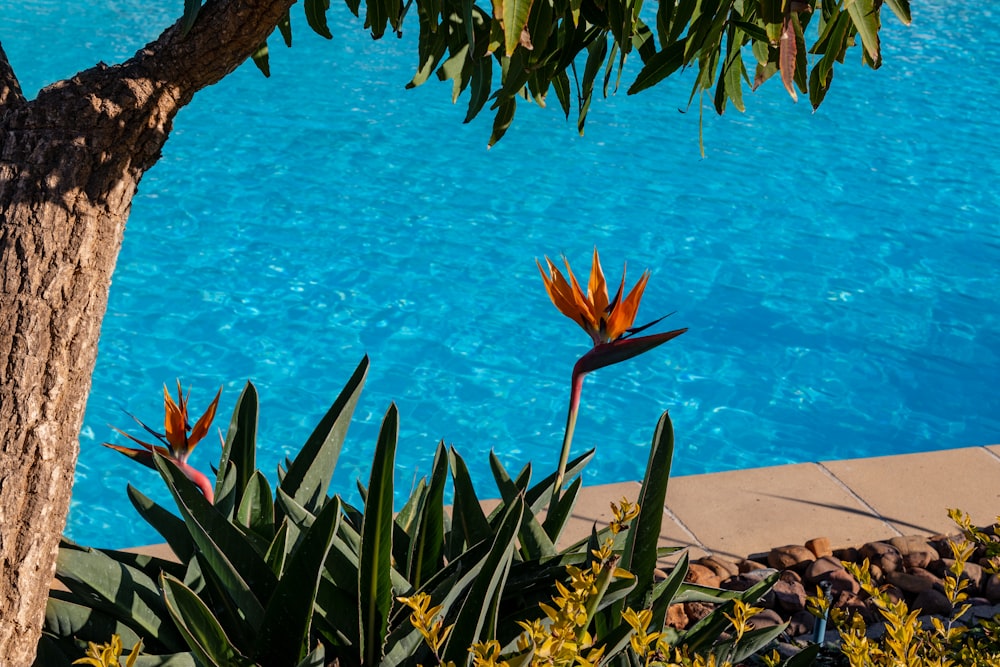 flowers beside blue pool