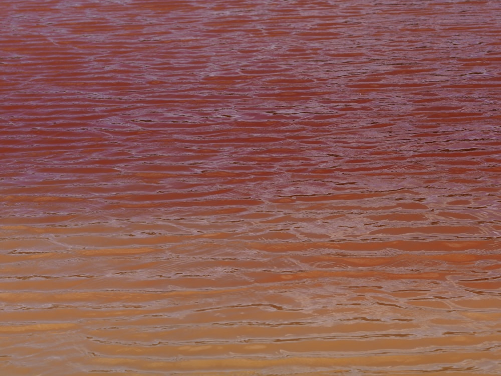 a bird standing in the middle of a body of water