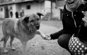 A black and white photo of a dog extending its paw to a person. The person is crouching and smiling, holding the dog's paw. In the background, there are blurred buildings and a few people walking.