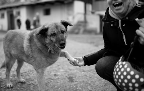 A black and white photo of a dog extending its paw to a person. The person is crouching and smiling, holding the dog's paw. In the background, there are blurred buildings and a few people walking.