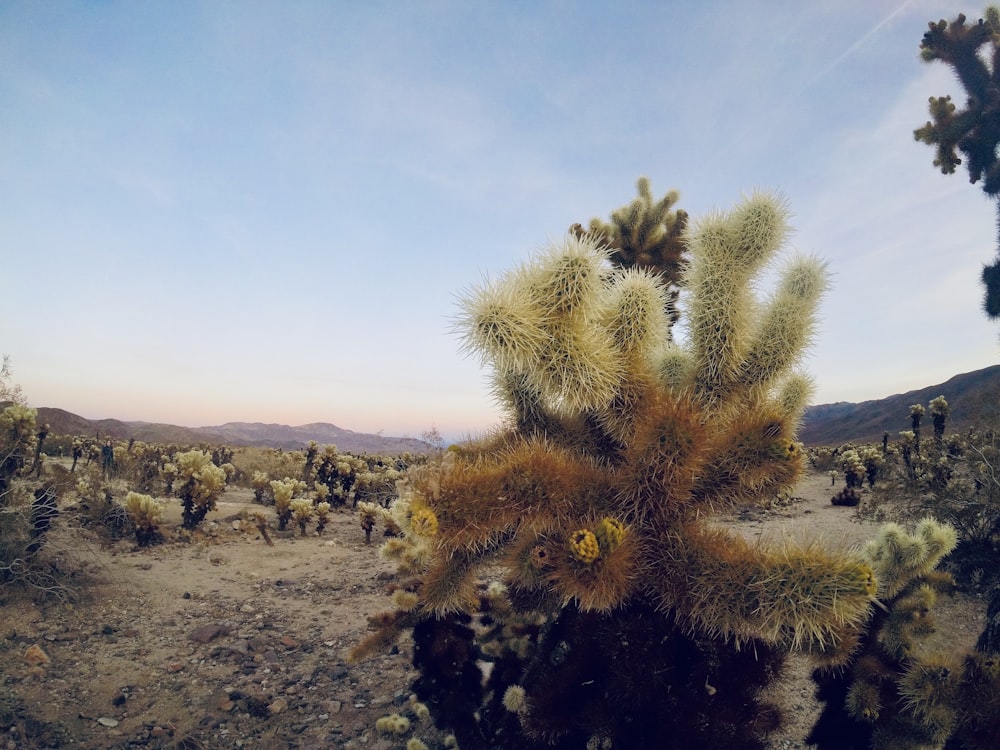 Un montón de cactus que crecen en las llanuras desérticas bajo un cielo azul claro