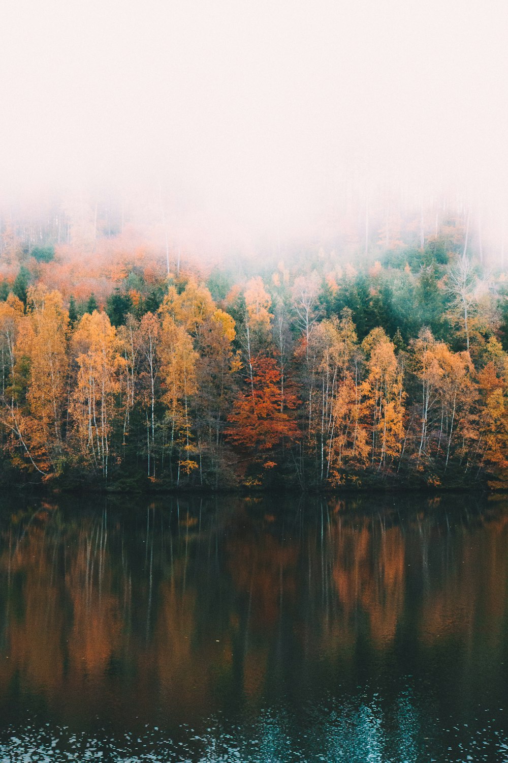 Arbres jaunes et verts au bord d’un plan d’eau calme