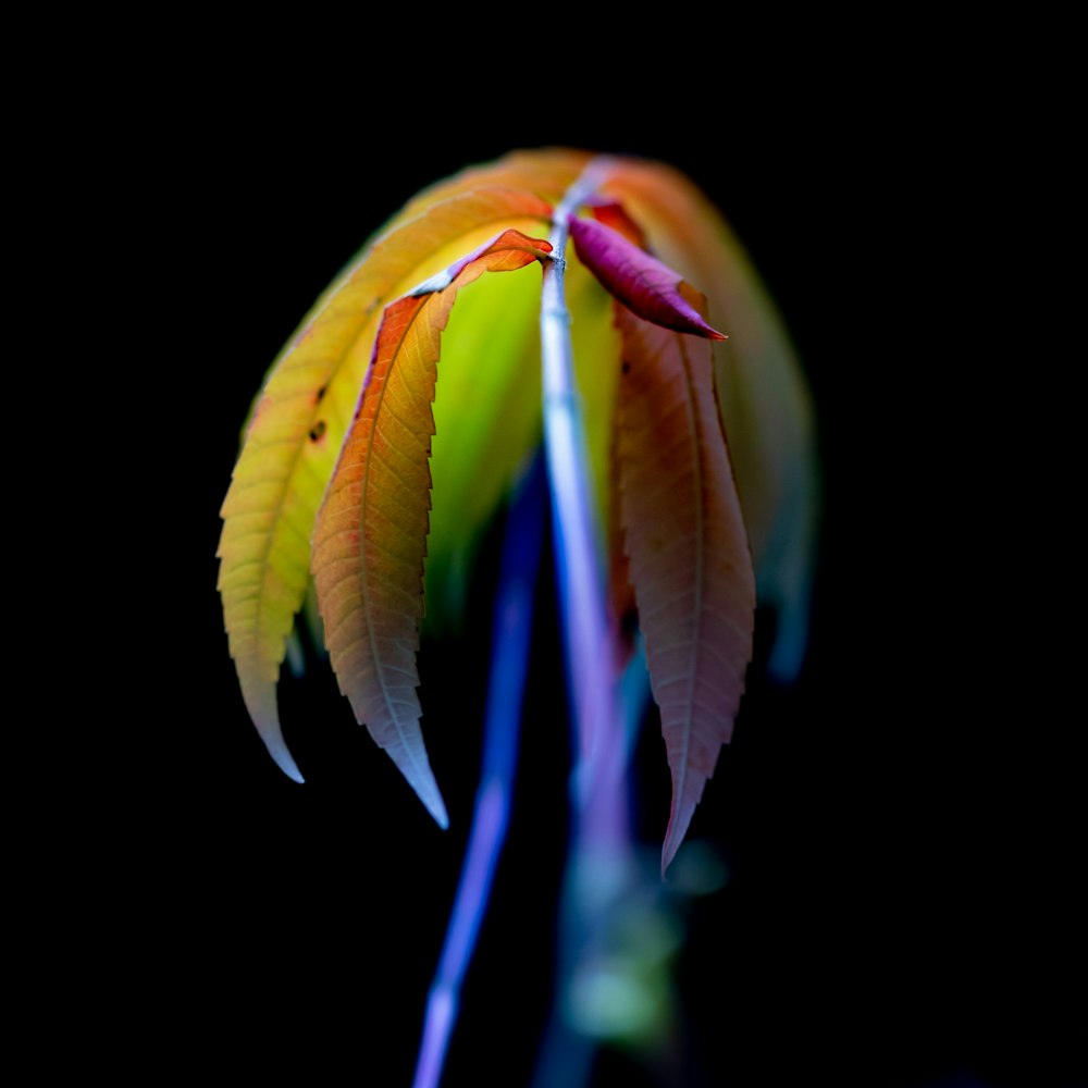 green and pink leaf plant