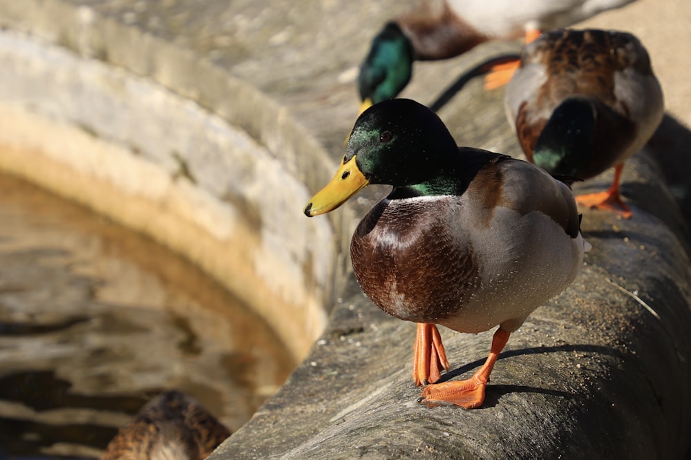 three mallard ducks