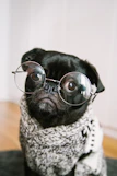 adult black pug
