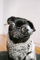adult black pug