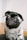 adult black pug