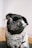 adult black pug