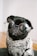 adult black pug