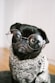 adult black pug