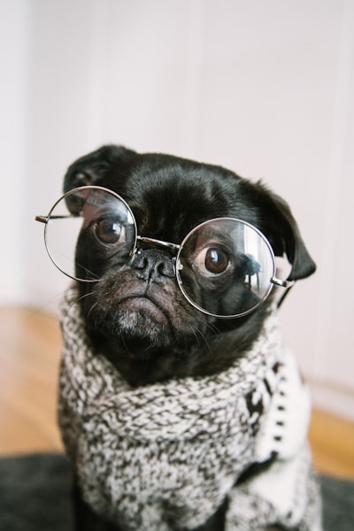 french bulldog with glasses