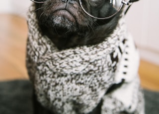 adult black pug