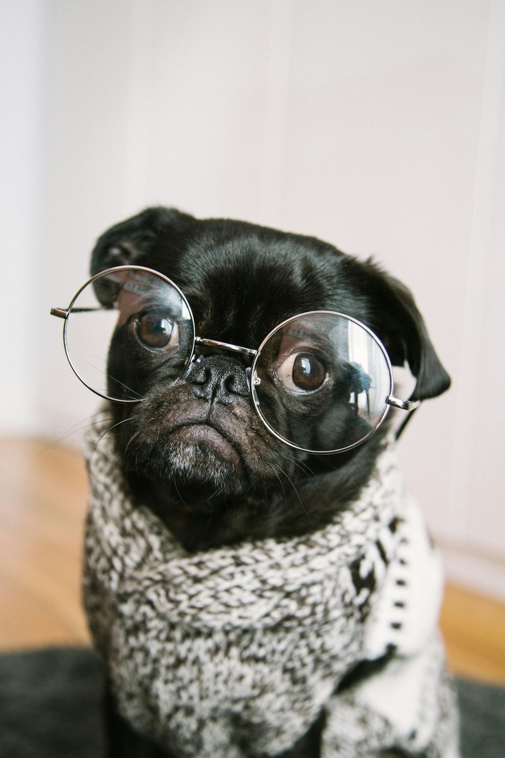 adult black pug