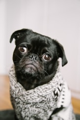 photography of black pug wearing a winter sweater