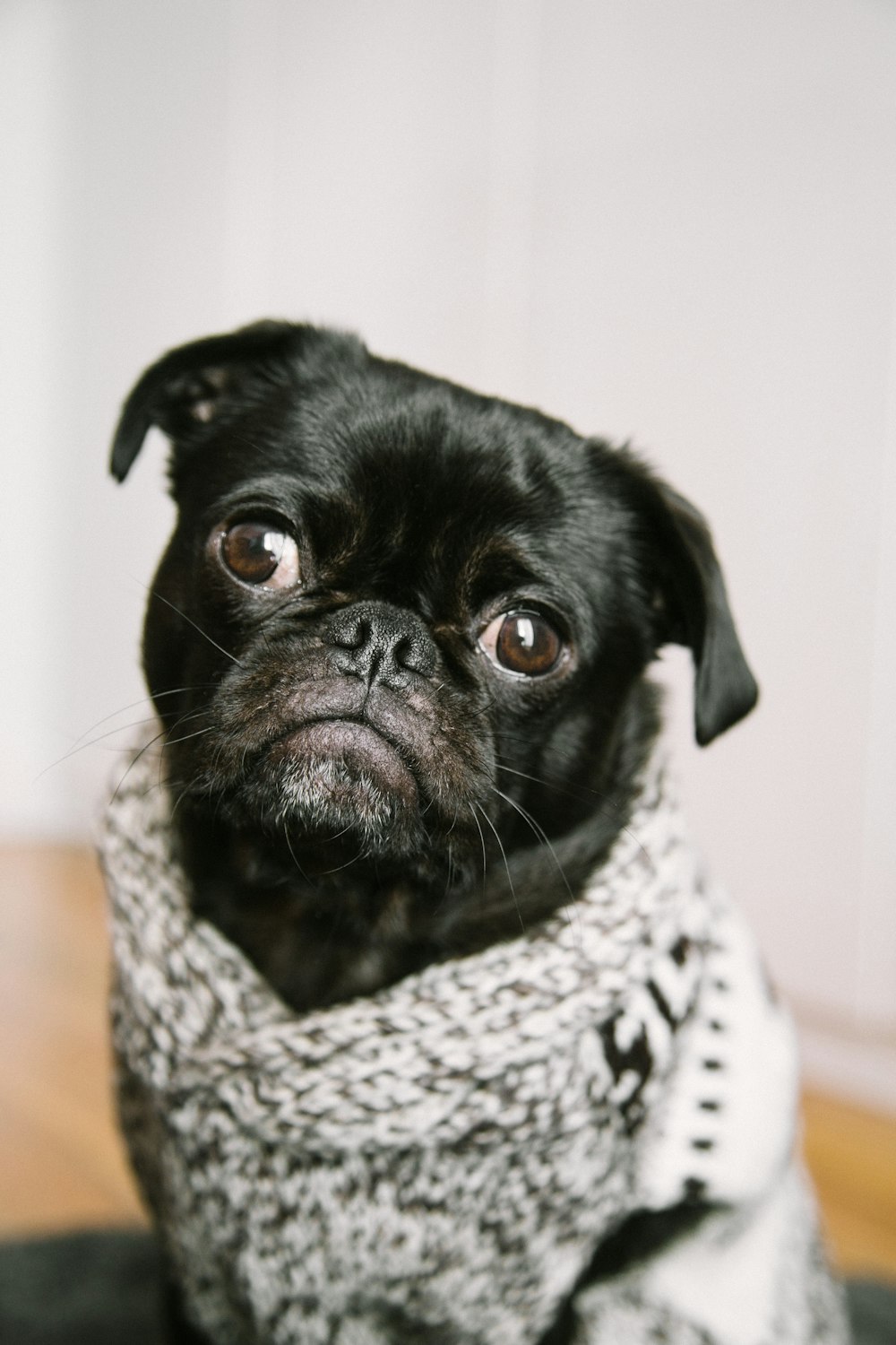 shallow focus photography of black pug