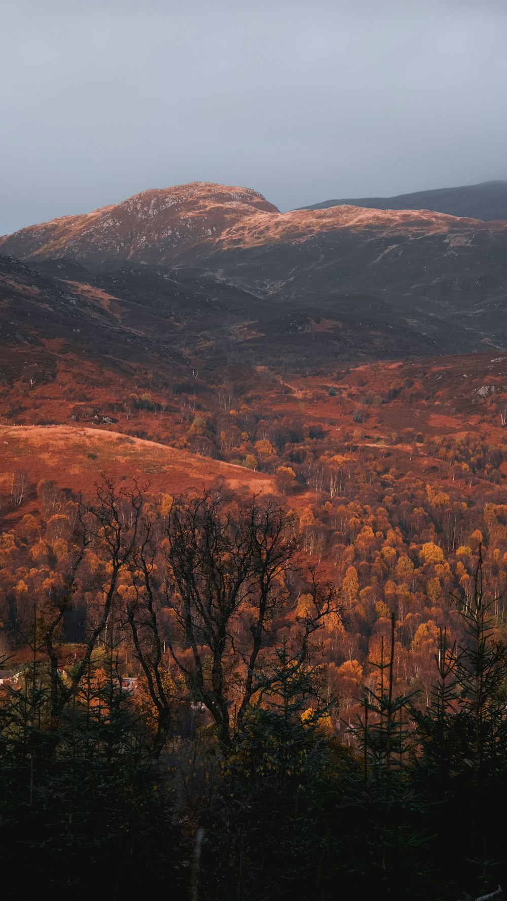 tundra marrom e preta ao entardecer