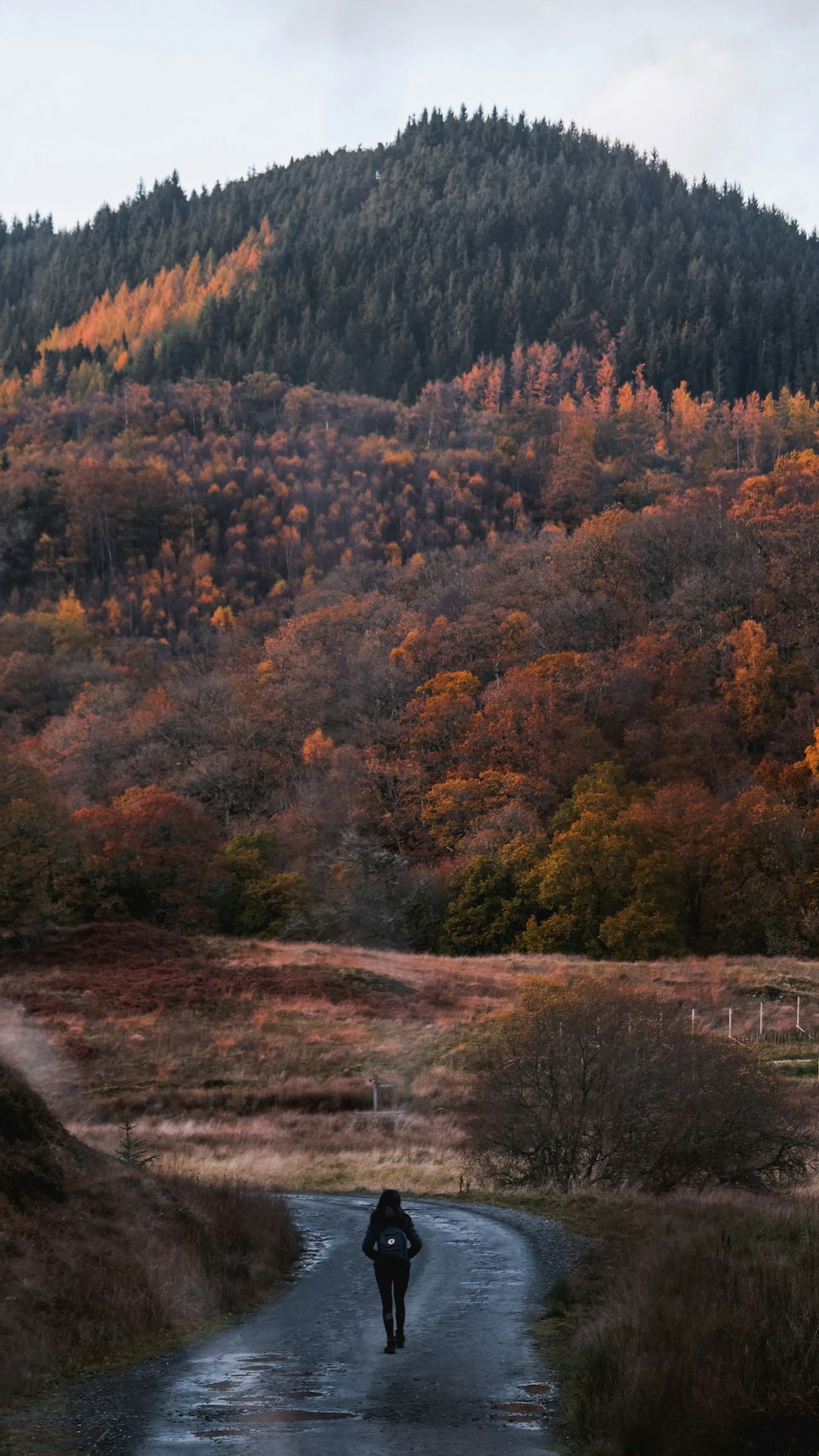 green and brown trees near river during daytime