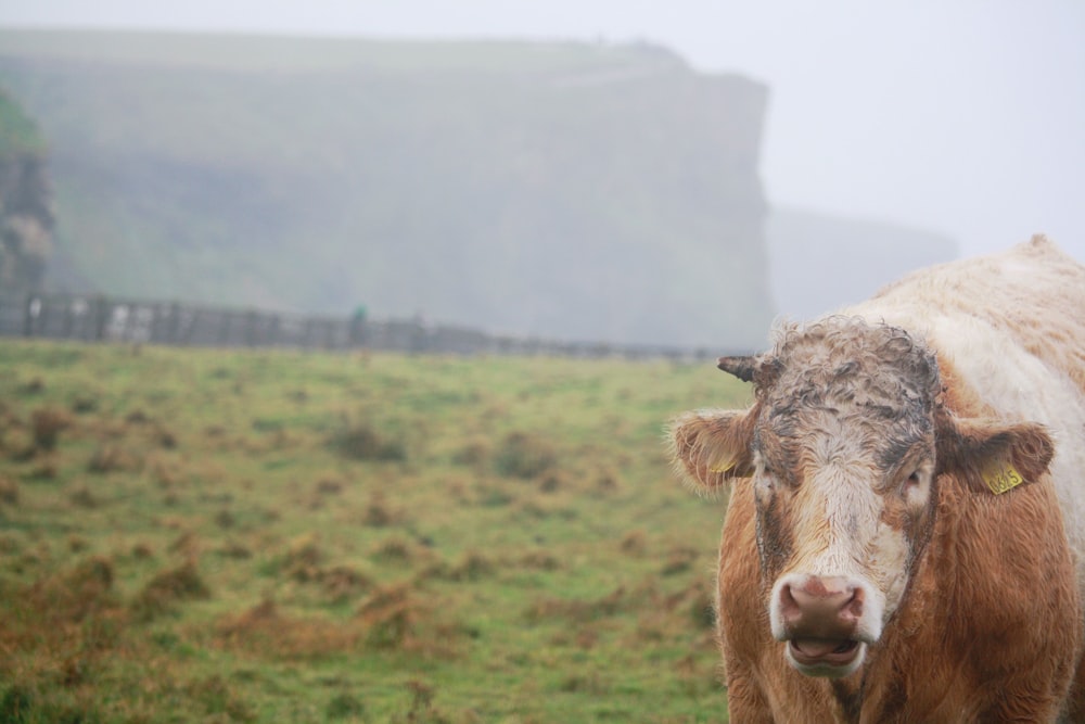 brown cattle in green gass