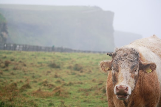 brown cattle in green gass in Cliffs of Moher Ireland