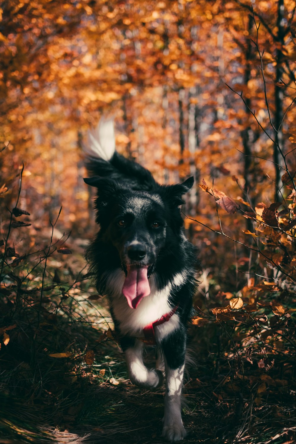 Perro blanco y negro