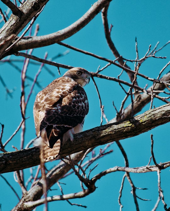 photo of Valley Forge Wildlife near Independence National Historical Park