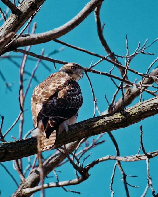 brown owl perching on tree in Valley Forge United States