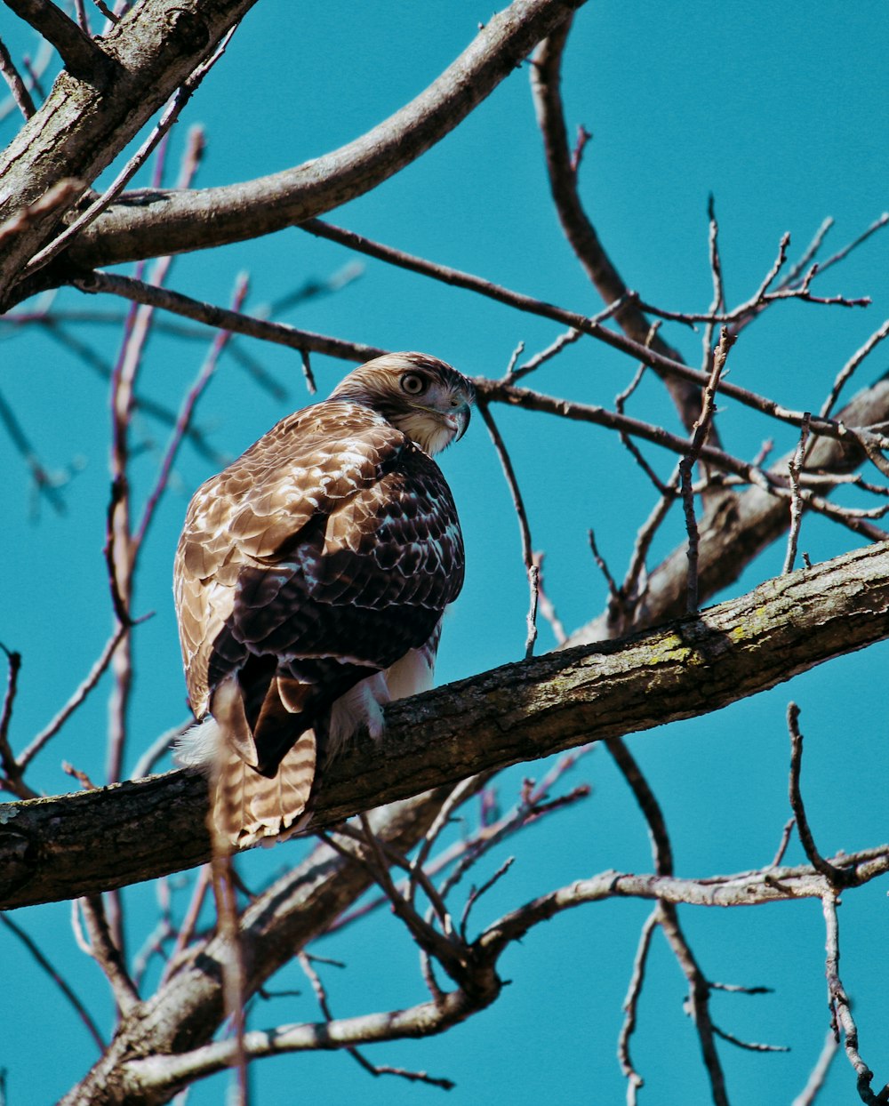 brown owl perching on tree