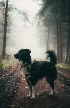 A black and white dog stands attentively on a dirt path within a misty forest. Tall trees with sparse foliage border the path, and the atmosphere is serene and slightly mysterious with fog obscuring the background.