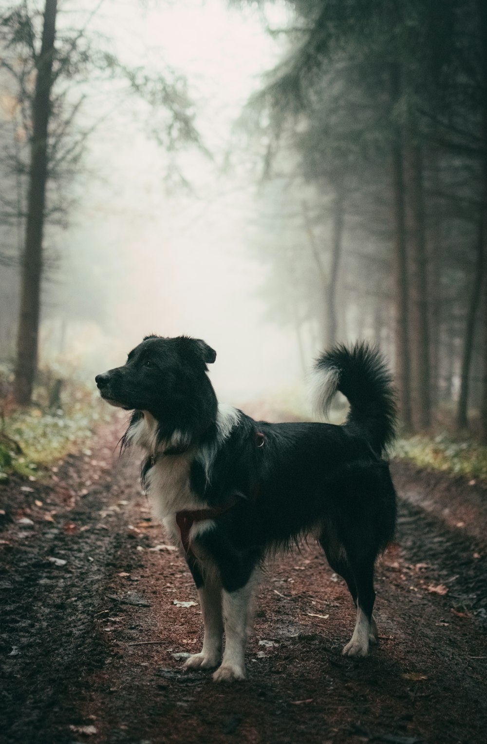 short-coated black dog standing on brown soil