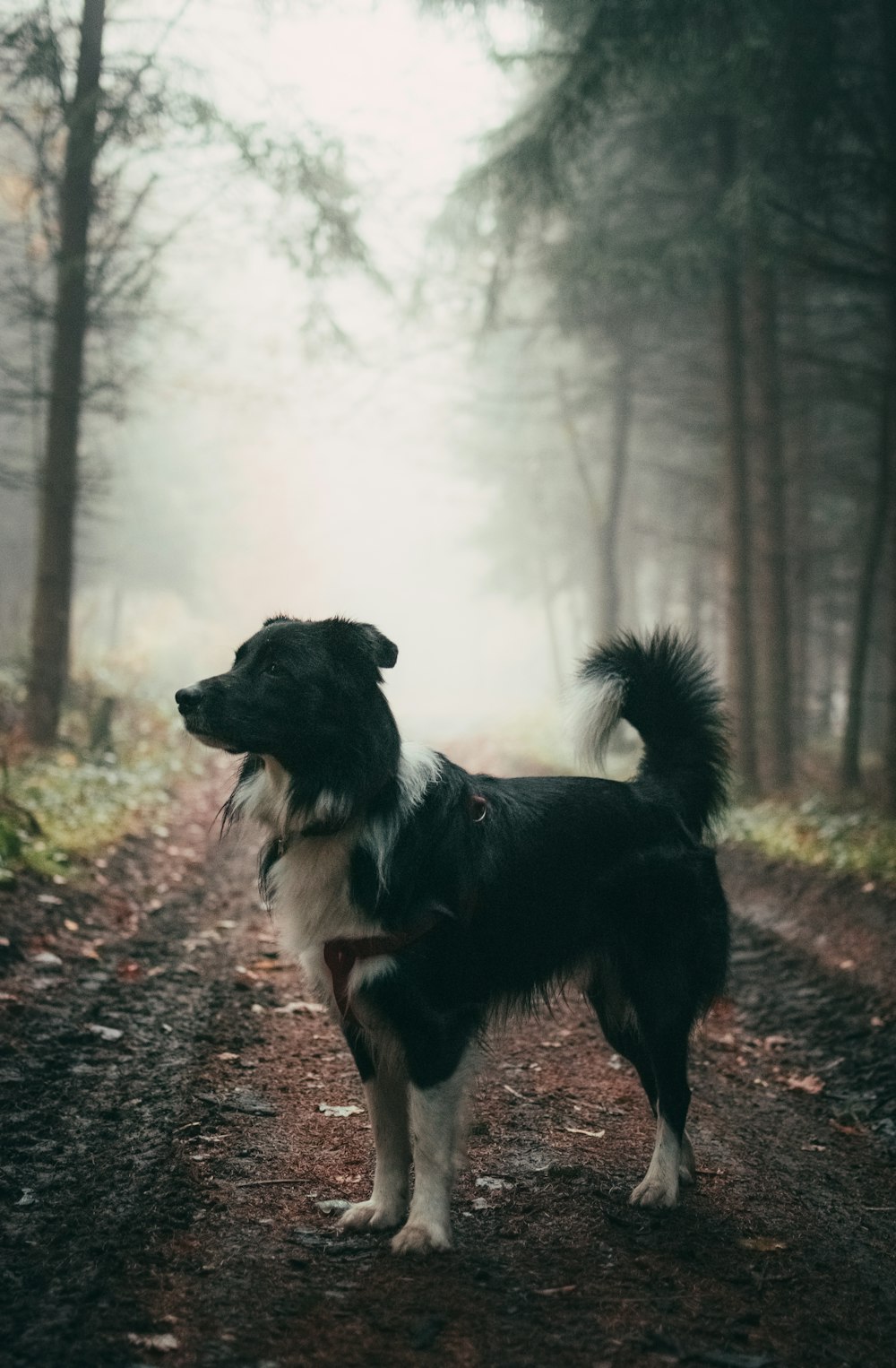 perro negro de pelo corto parado sobre suelo marrón