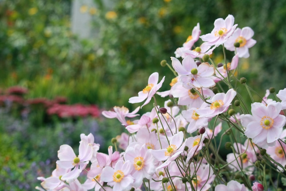 pink petaled flower