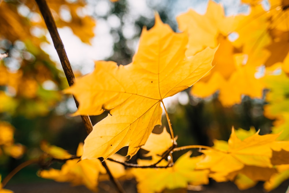 yellow maple leaf on branch